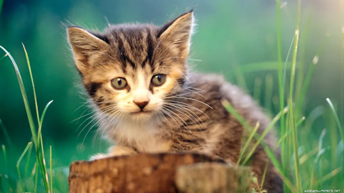 Oke, maar wie helpt ons dan?